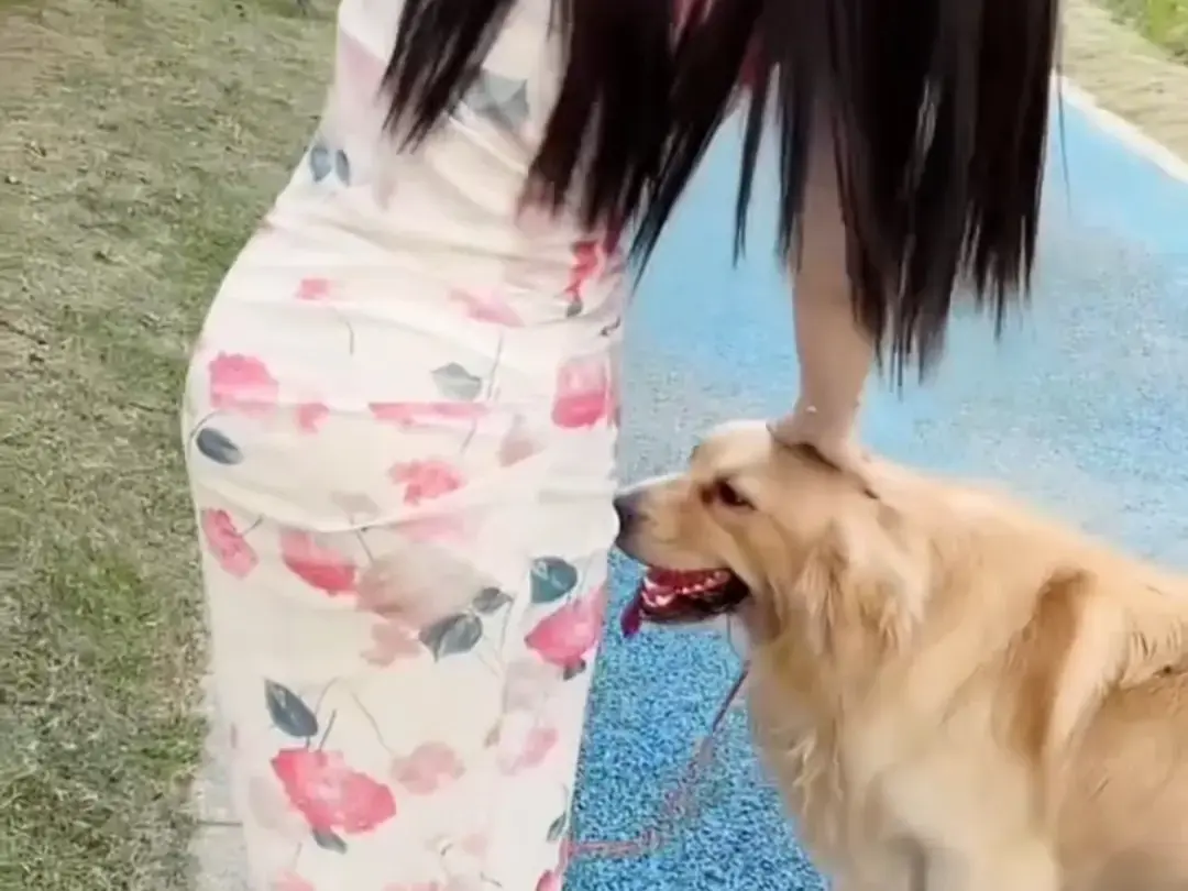 《抖音香香公主与爱犬金毛》完整版在线免费观看-香香公主与爱犬金毛回放网盘资源免费领取-科普视频全集